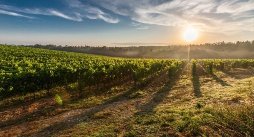 Grupo La Rioja Alta, apostando por la viticultura ecológica
